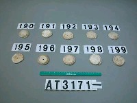 藏品(芋螺貝)的圖片